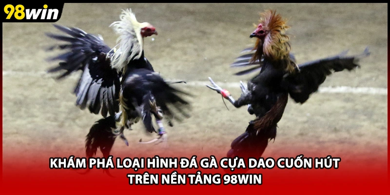 Khám phá loại hình đá gà cựa dao cuốn hút trên nền tảng 98WIN