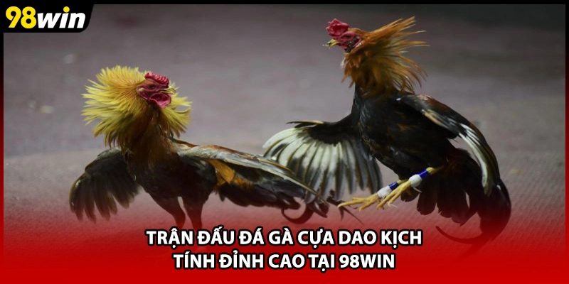 Trận đấu đá gà cựa dao kịch tính đỉnh cao tại 98WIN